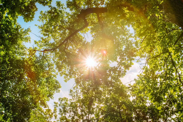 Ηλιακό φως στα κλαδιά μιας βελανιδιάς - Φωτογραφία, εικόνα