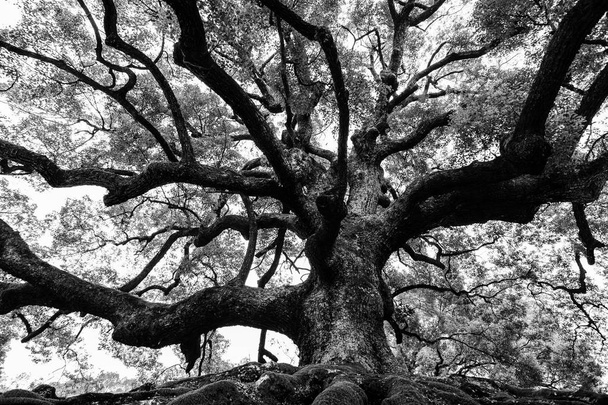 Старовинне дубове дерево з міцними коренями і могутніми гілками у високому контрасті чорно-білого кольору
 - Фото, зображення