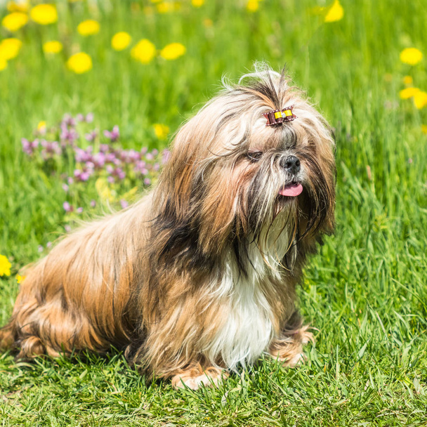 Onnellinen kaunis Shih Tzu koira taustalla vihreä ruoho
 - Valokuva, kuva