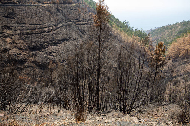 Florestas do património mundial da Madeira terrivelmente destruídas por incêndios em 2016. Algumas árvores têm uma enorme vontade de vida e sobreviveram a este desastre.
. - Foto, Imagem