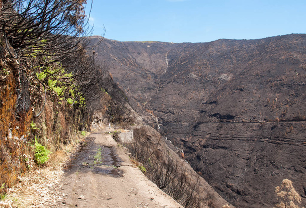 Foreste patrimonio dell'umanità di Madeira terribilmente distrutte dagli incendi nel 2016. Alcuni alberi hanno un'enorme volontà di vita e sono sopravvissuti a questo disastro
. - Foto, immagini