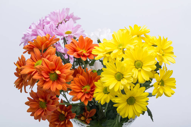 Zbliżenie kwiatów chryzantemy - Zdjęcie, obraz