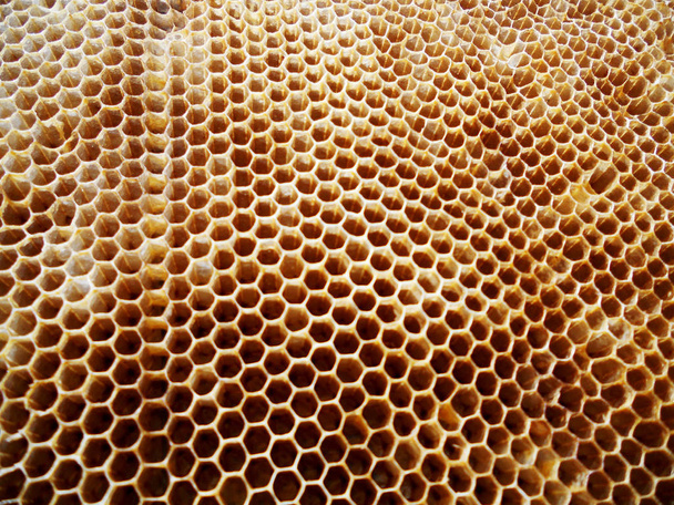 néctar de miel de colmena
 - Foto, Imagen