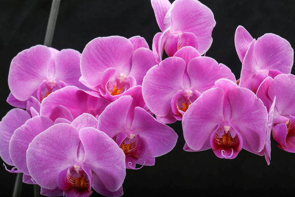 Růžová orchidej květiny - Fotografie, Obrázek