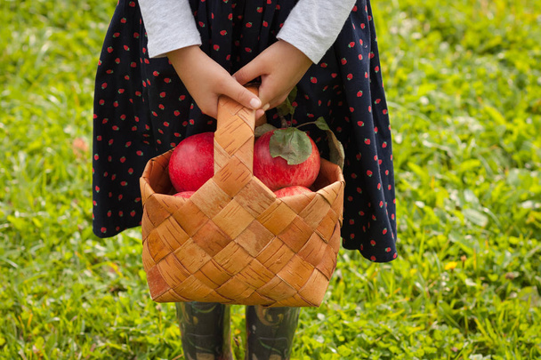 Little Girl Hold Basket Of Birch With Ripe Apples Outdoor. - Photo, Image