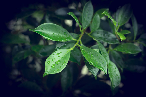 rain drop on green leaf nature - Фото, изображение
