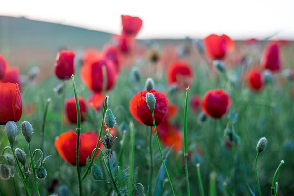 Bright poppy field on a sunset background - Фото, изображение