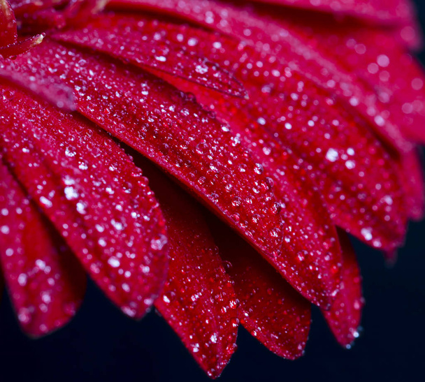Gotas de agua sobre pétalos de gerberas rojas, vista macro
 - Foto, imagen