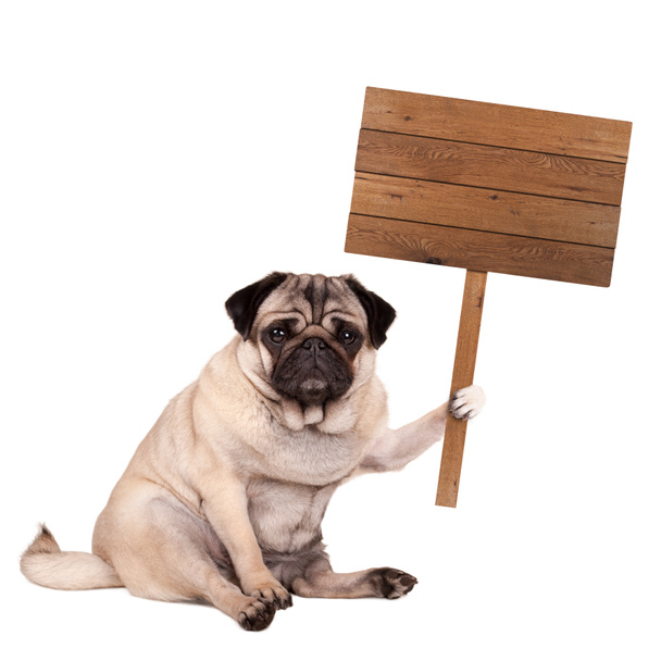 pug puppy hondje zitten met lege houten bord op pole-position, geïsoleerd op witte achtergrond - Foto, afbeelding