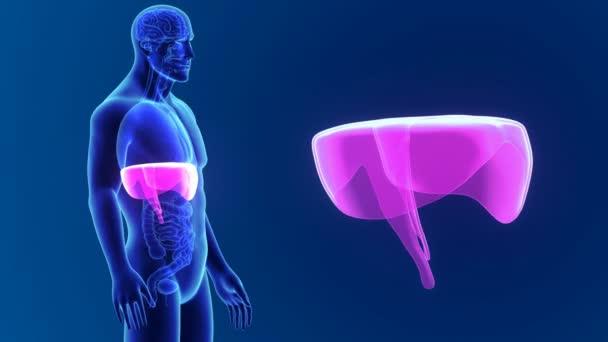 3d Diaphragm with anatomy - Footage, Video