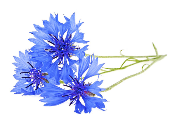 Blue Cornflower - Centaurea on a white background - Fotó, kép