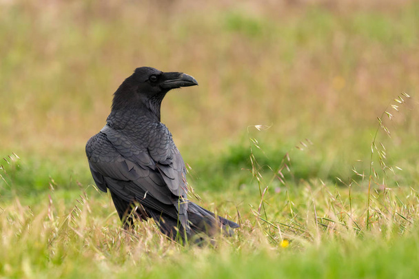 corbeau noir sauvage dans la prairie
 - Photo, image