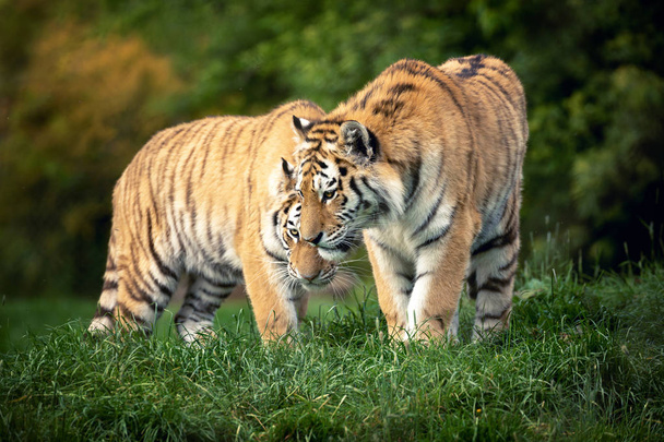 Δύο νέοι ενήλικες τίγρεις Σιβηρίας - Φωτογραφία, εικόνα
