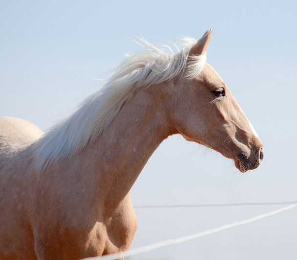 Cavalo Buckskin em paddock ao sol
 - Foto, Imagem