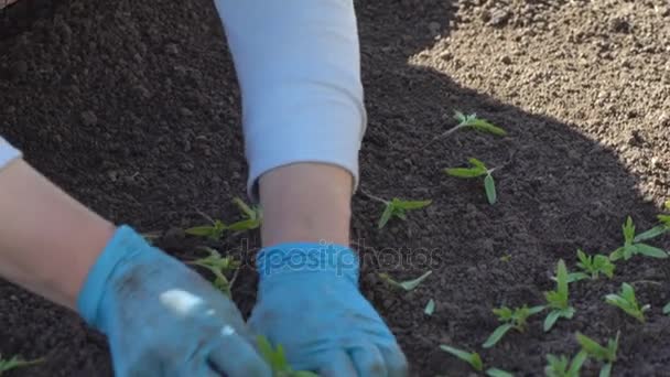 Landwirt taucht Tomaten-Setzlinge - Filmmaterial, Video