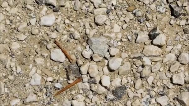 Υφή των πετρών στον κήπο - Πλάνα, βίντεο