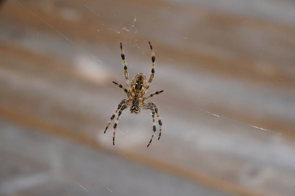 Araignée noire et marron en toile sur fond neutre
 - Photo, image