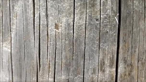 Holzstruktur im Garten - Filmmaterial, Video