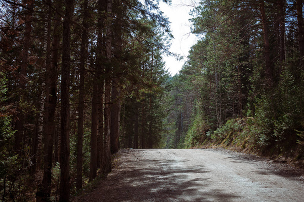 Αποθεματικό «Κρασνογιάρσκ πυλώνες». Δρόμο μέσα στο δάσος - Φωτογραφία, εικόνα