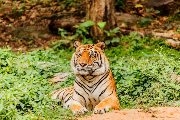Egy indiai tigris a vadonban. Királyi, bengáli tigris - Fotó, kép