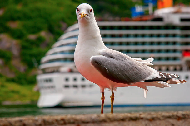 Gull on the quay side - Photo, Image