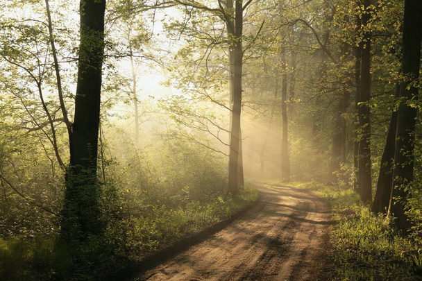 Wiosenny las o świcie - Zdjęcie, obraz
