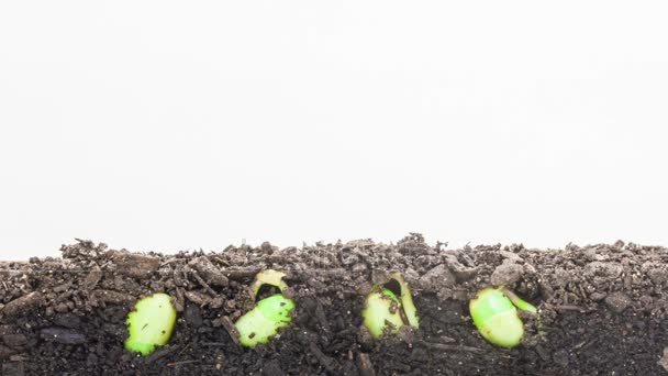 Semillas de soja que crecen del suelo
 - Metraje, vídeo