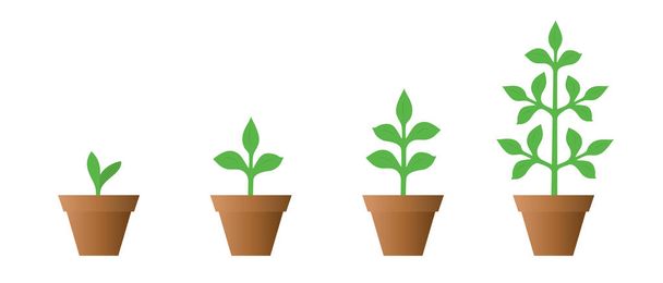 Vektorillustration einer Reihe grüner Symbole - Wachstumsphase der Pflanze in einem Topf, isoliert auf weißem Hintergrund - Vektor, Bild