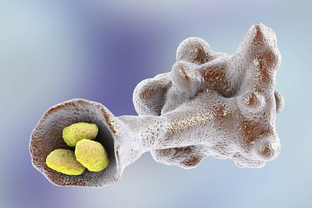 Amoeba protozoan Djaja bacteriën - Foto, afbeelding