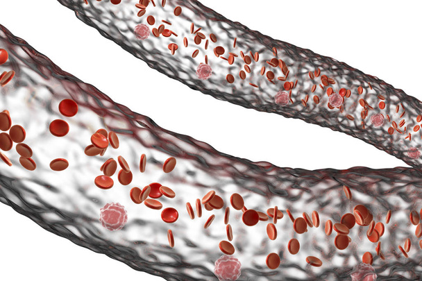 Vaisseau sanguin avec des cellules sanguines circulantes
 - Photo, image
