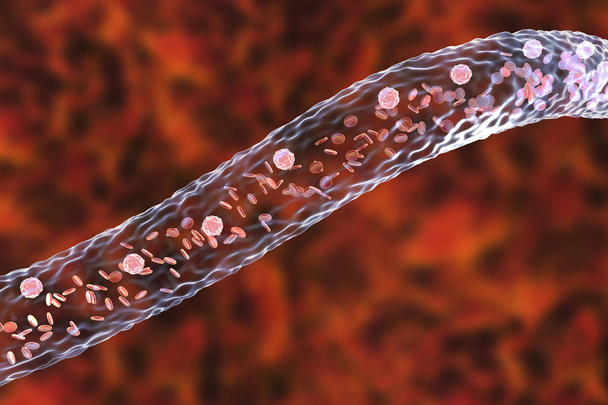 Vasos sanguíneos com células sanguíneas em fluxo
 - Foto, Imagem