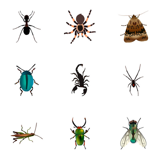 リアルなアリ、蝶、昆虫、他のベクトルの要素。動物の現実的なシンボルのセットでは、バッタ、クモ、蝶オブジェクトも含まれます. - ベクター画像