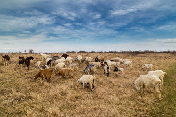 Pastoral spring scenery with flock of sheep and goats in a remote rural region in Europe - 写真・画像