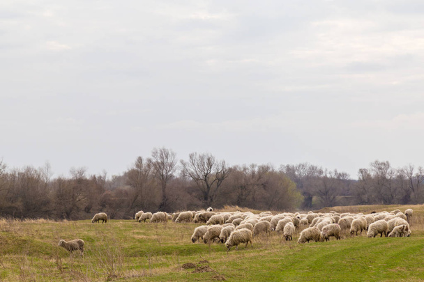 Pastoral spring scenery with flock of sheep and goats in a remote rural region in Europe - Foto, Bild