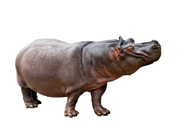 Hippopotamus amphibius - Fotografie, Obrázek