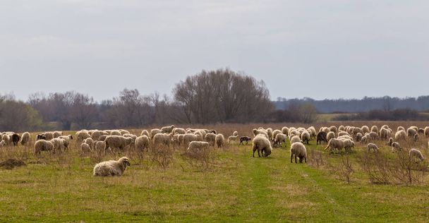 Pastoral spring scenery with flock of sheep and goats in a remote rural region in Europe - Foto, Bild