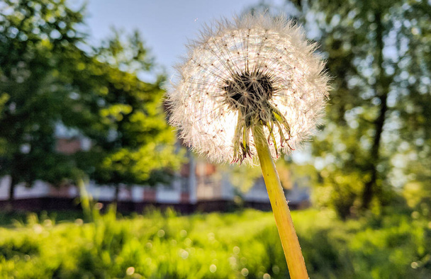 Closeup of dandelion - natural background - Photo, Image
