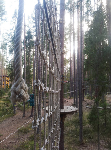 Rope park in a pine forest. Rope track for passage at height - 写真・画像