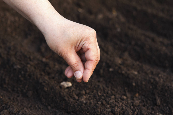 Sow vegetable seeds. Woman's hand makes small seeds in the black earth land closeup - 写真・画像