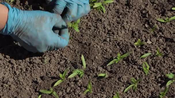 Agricultor bucea plántulas de tomate
 - Imágenes, Vídeo