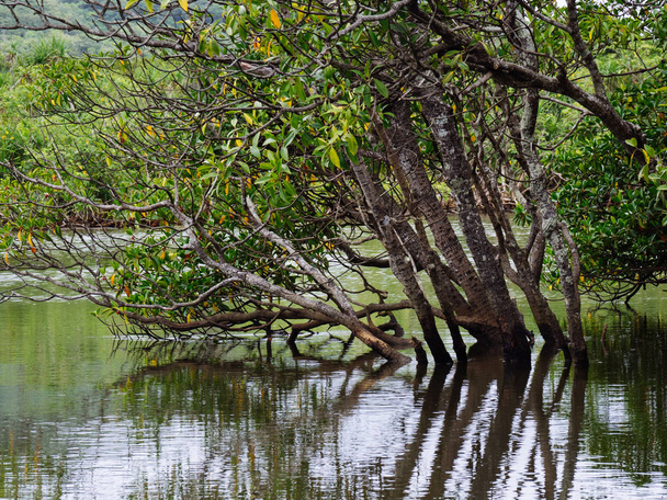bosque de manglares en okinawa
 - Foto, Imagen