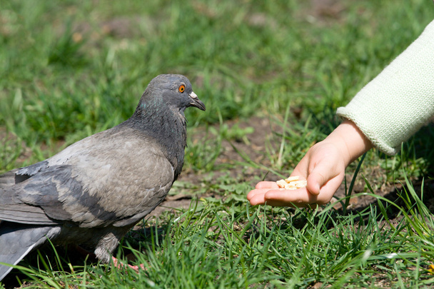 El niño alimenta a un pájaro
 - Foto, imagen