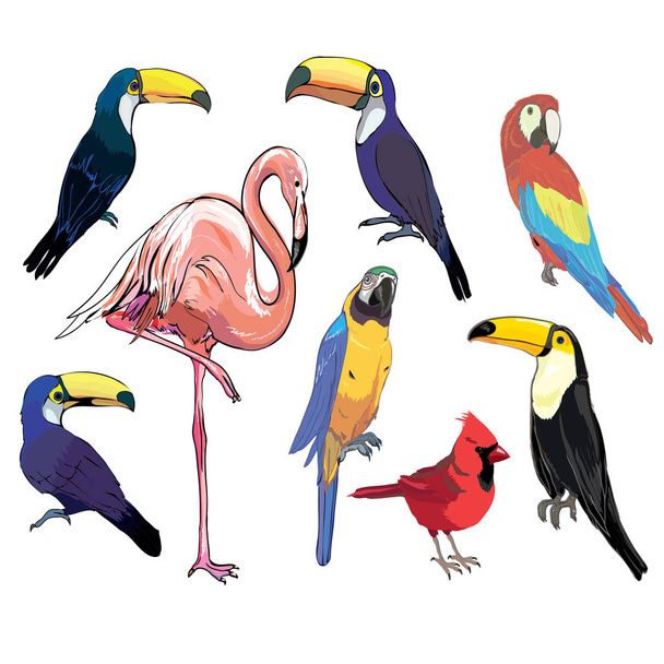 bird, vector, illustration - Vektor, Bild