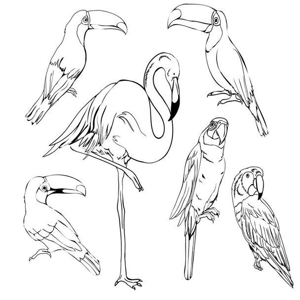 bird, vector, illustration - Διάνυσμα, εικόνα