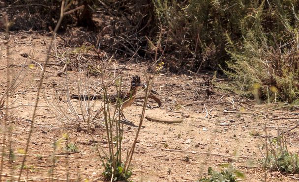 Большой дорожный бегун, Geocococcyx californianus, птица ест ящерицу
 - Фото, изображение