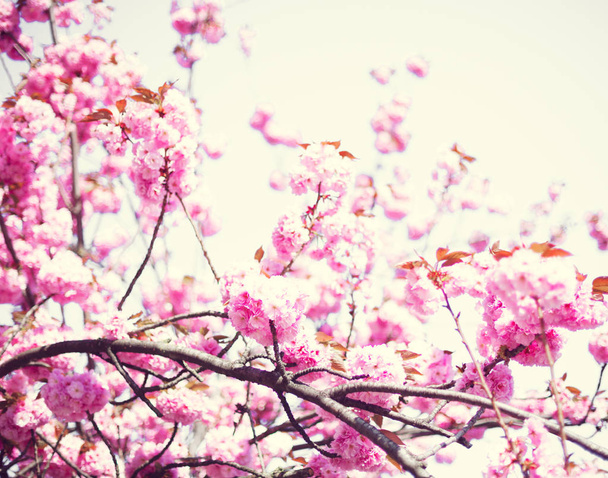 ヴィンテージ桜の花 - 写真・画像