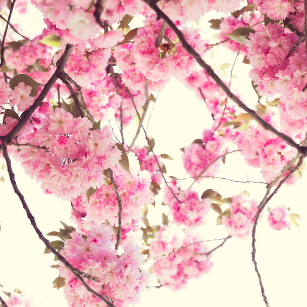 Flores de cereja vintage
 - Foto, Imagem