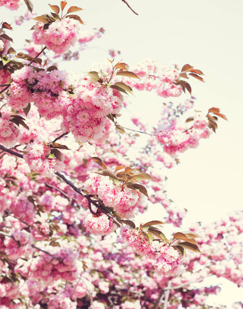 ヴィンテージ桜の花 - 写真・画像