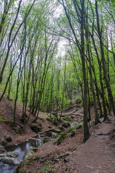 Forêt et rivière dans une gorge pittoresque au printemps
 - Photo, image