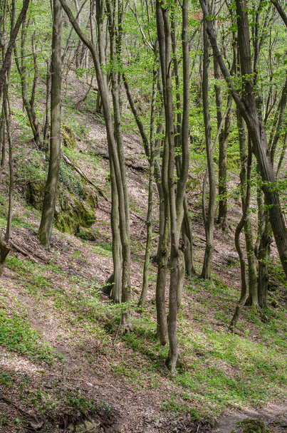 Erdő és a folyó egy festői szurdok a tavaszi - Fotó, kép